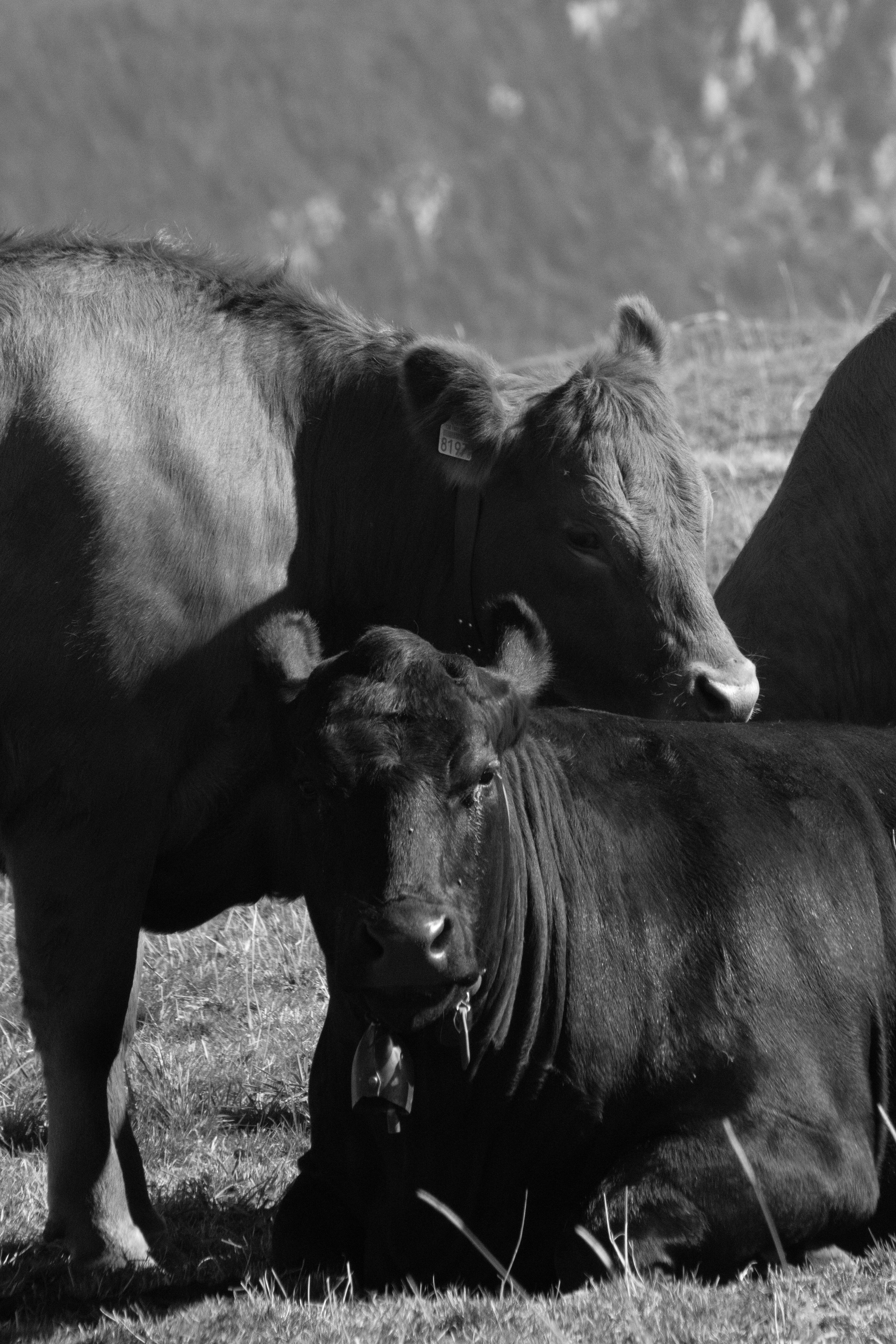 A Cow's love