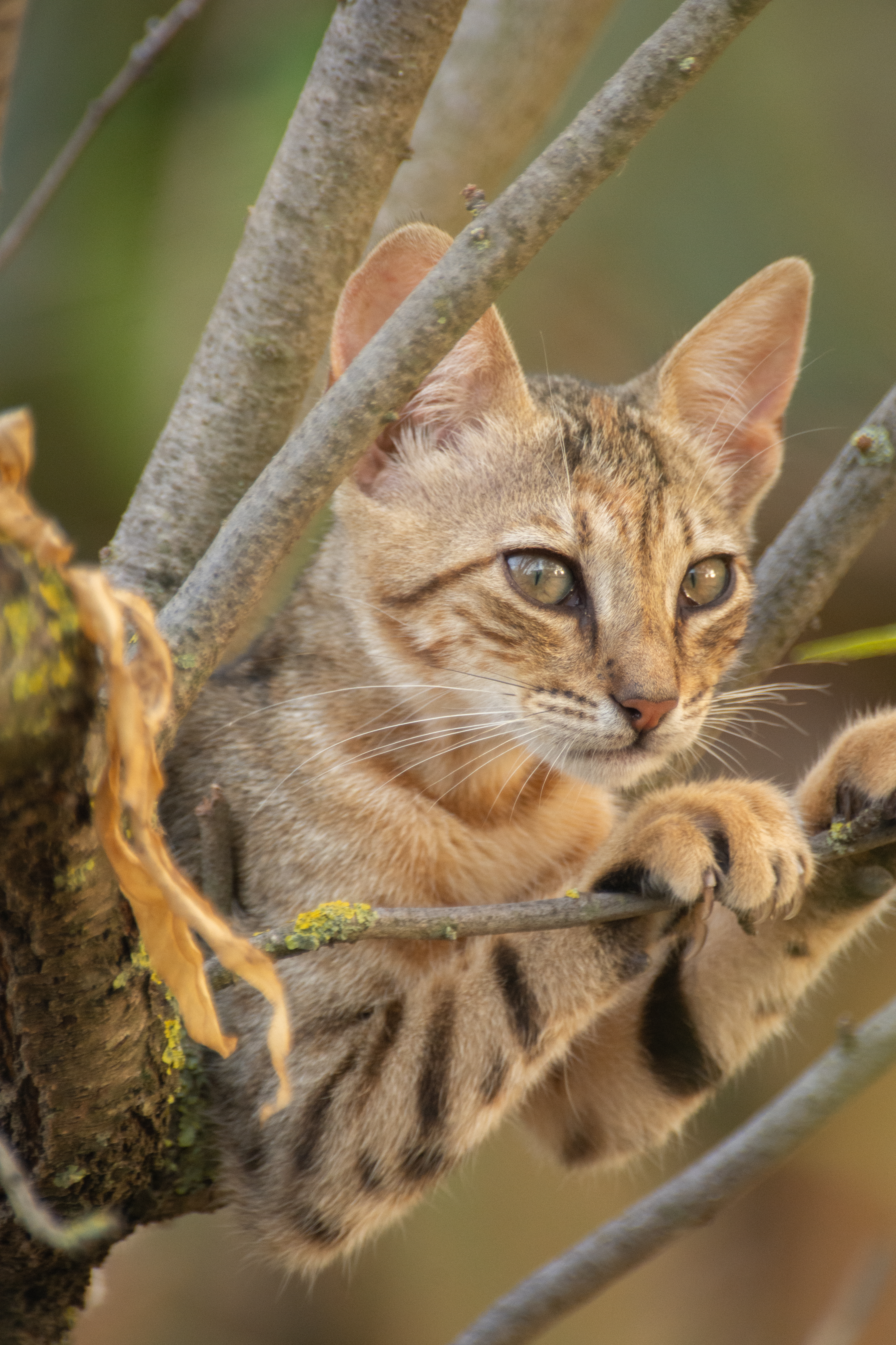 Miaoo – Valle dei Templi
