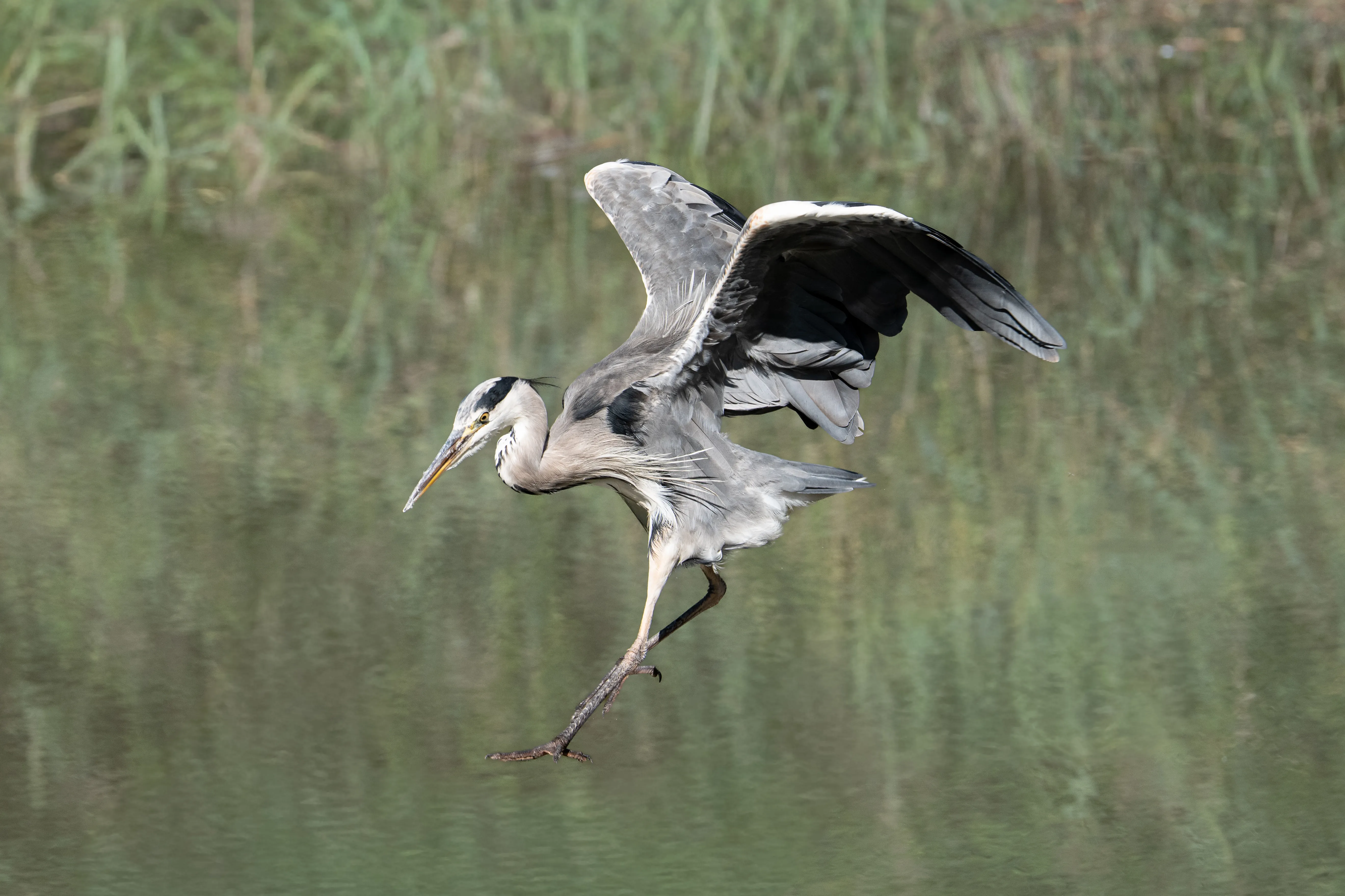 Vogel im Flug über dem Naturschutzgebiet La Sauge
