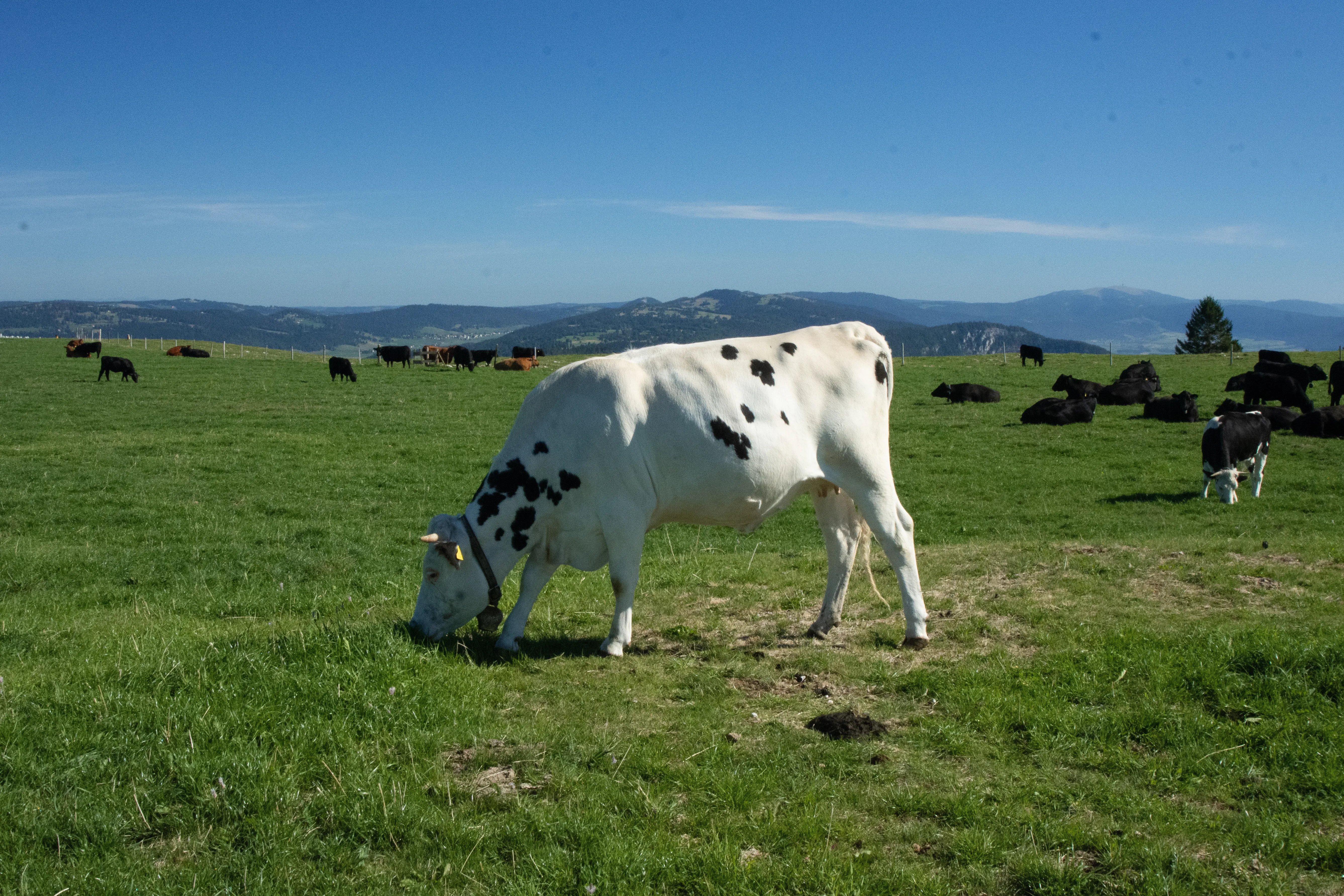 Rind auf einer Weide am Creux du Van im Schweizer Jura
