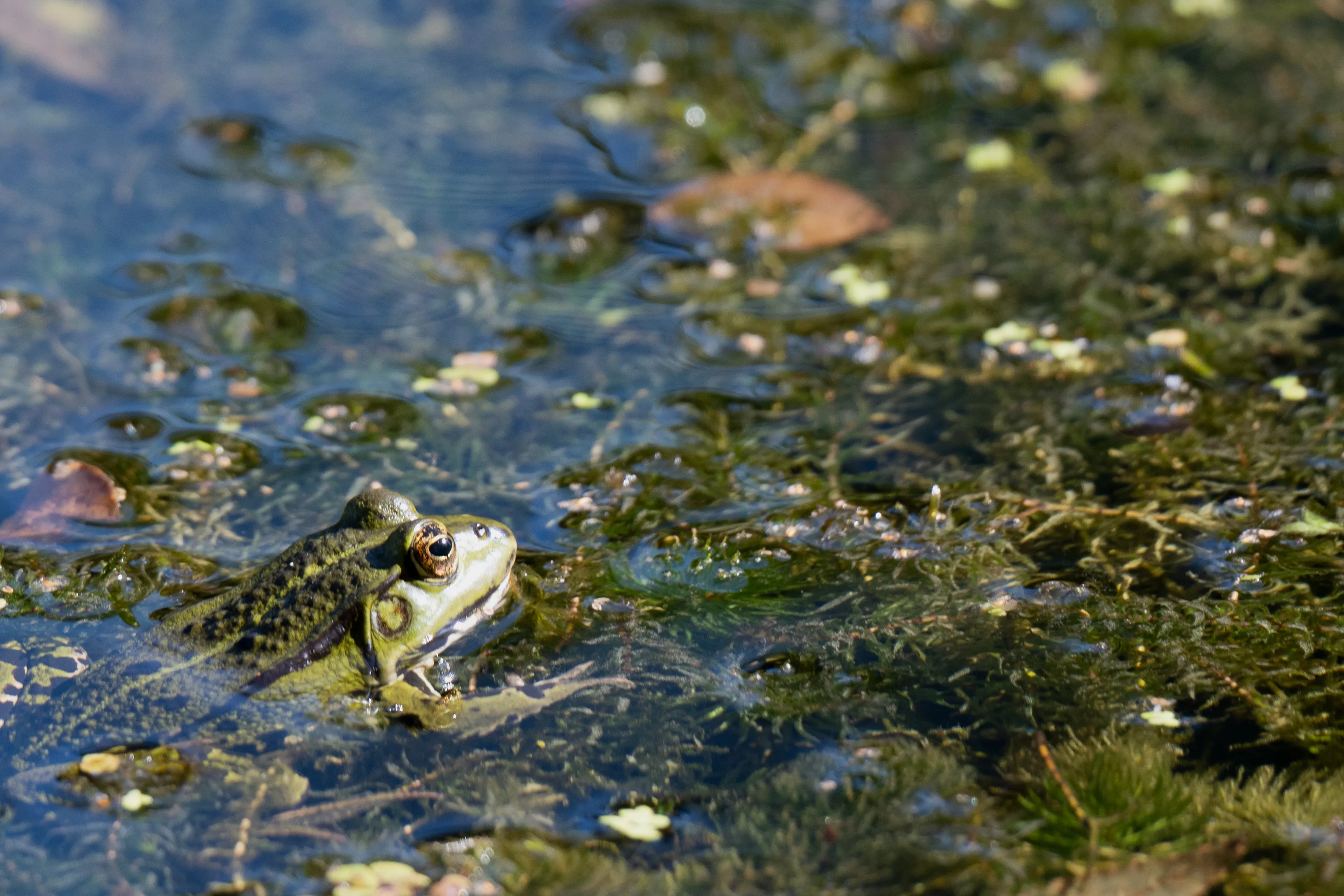 Nahaufnahme eines Frosches im flachen Wasser von La Sauge