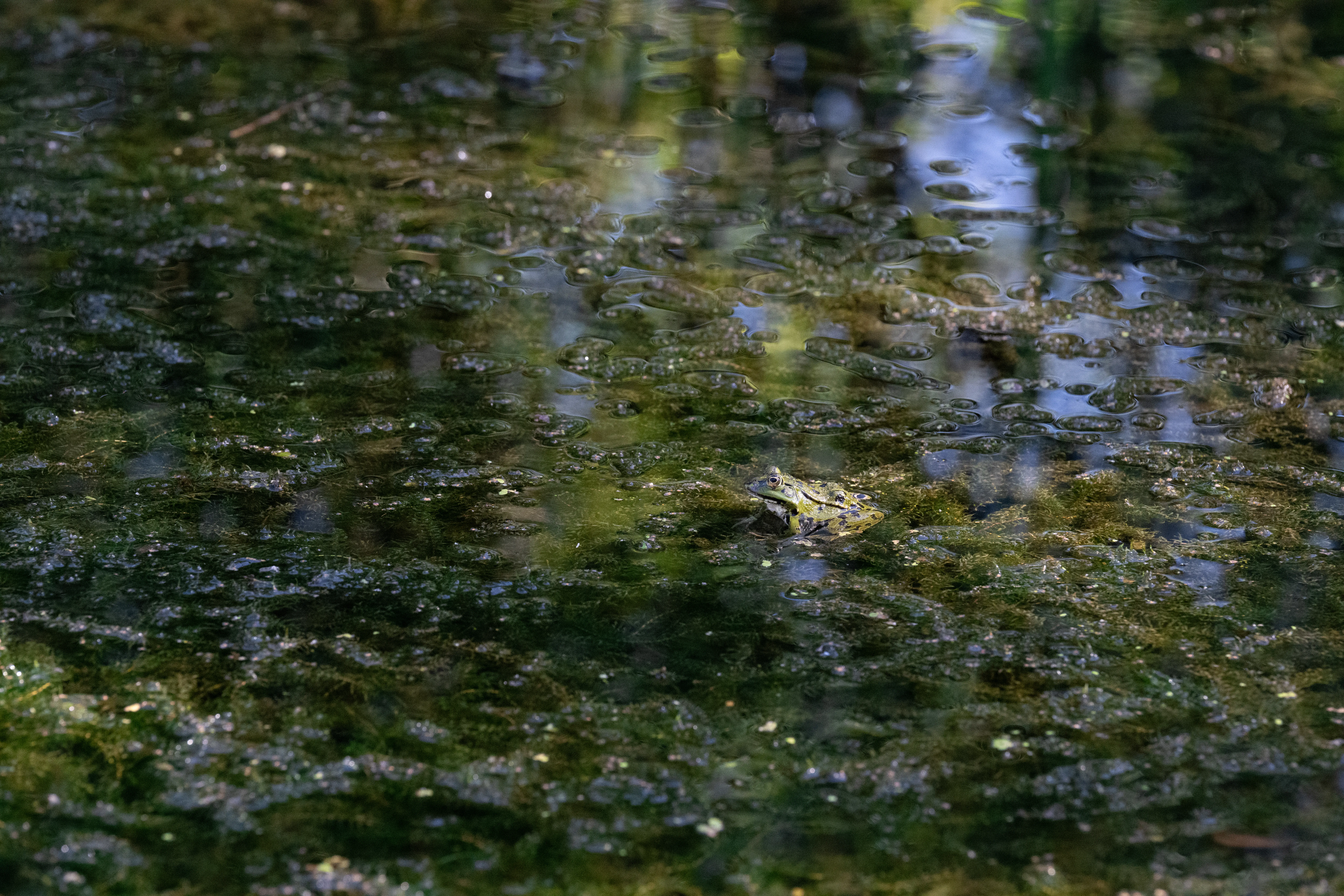 Frosch im Wasser, fotografiert in La Sauge