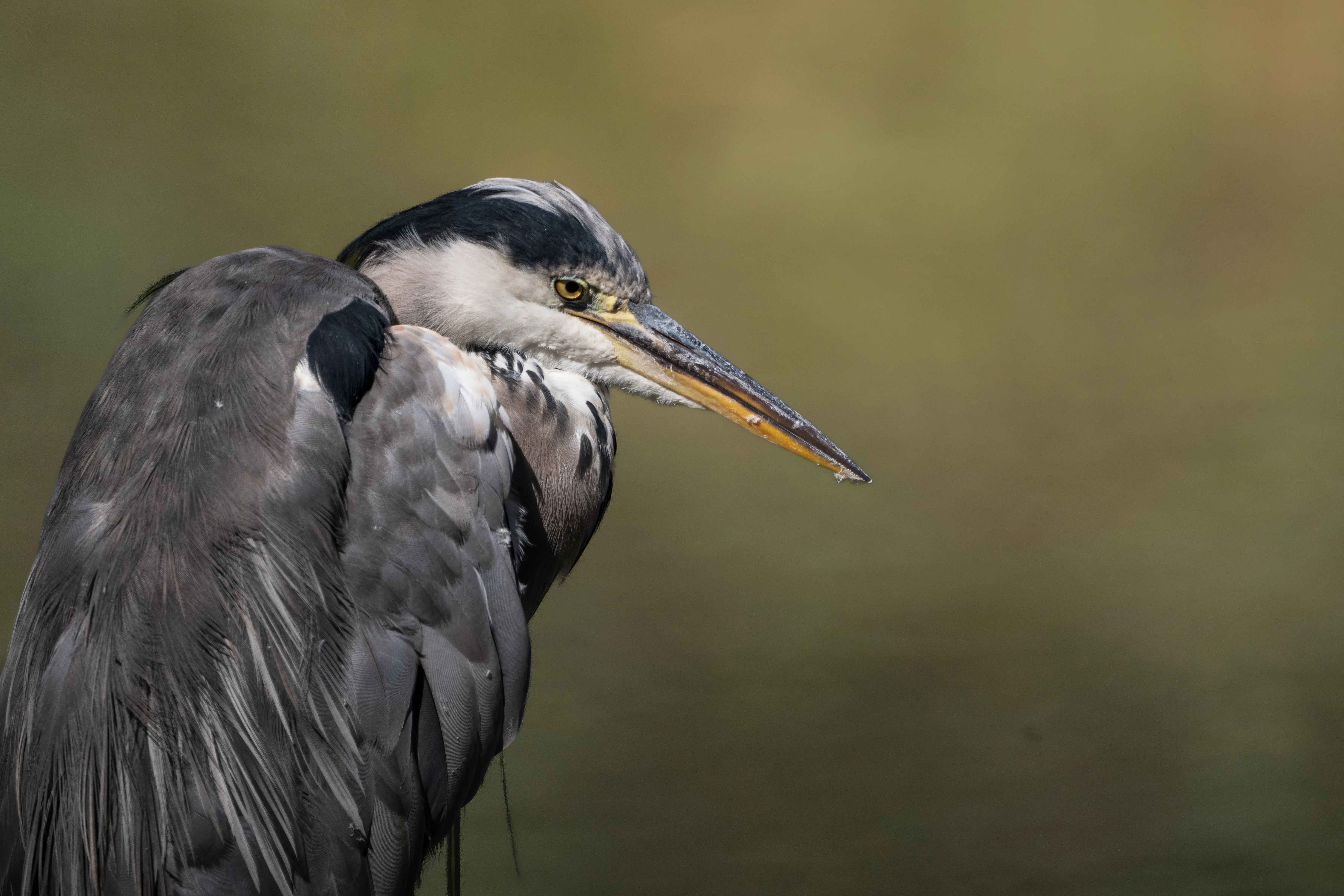Graureiher mit aufmerksamem Blick im Naturschutzgebiet La Sauge