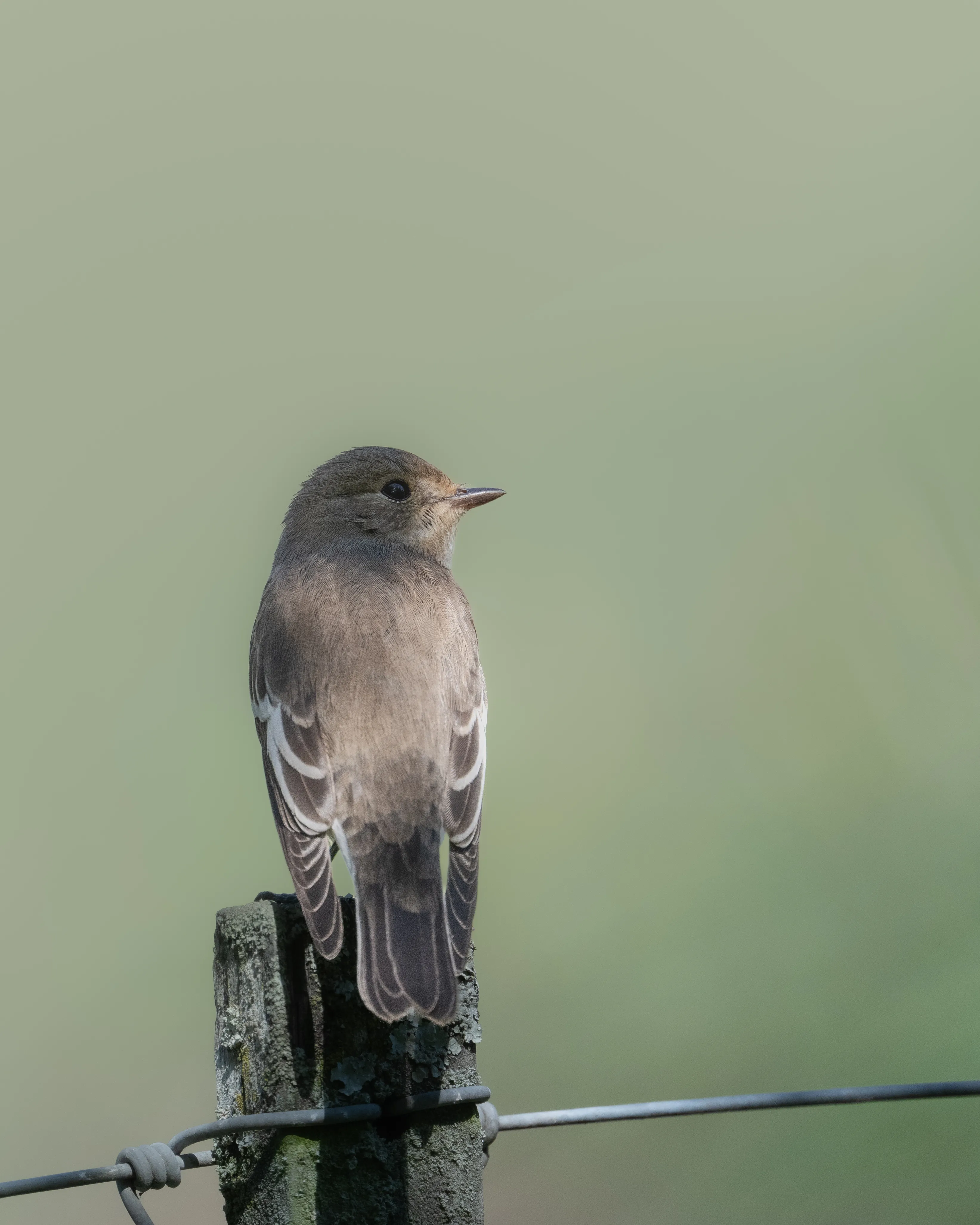 Kleiner Singvogel in natürlichem Licht im Naturschutzgebiet La Sauge