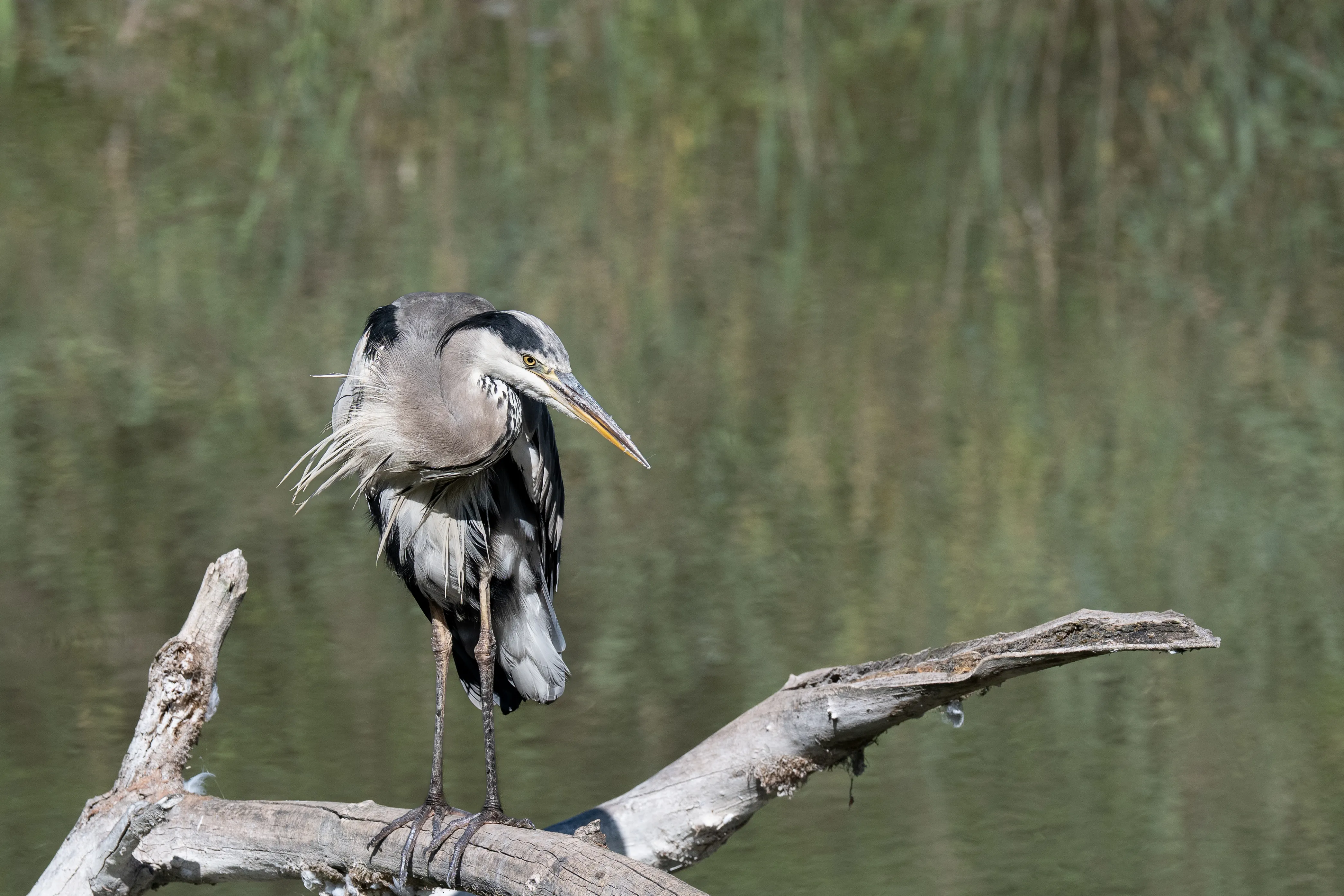 Kleiner Singvogel auf einem Ast in La Sauge